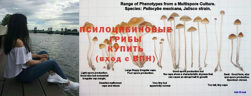 Галлюциногенные грибы GOLDEN TEACHER  Йошкар-Ола 